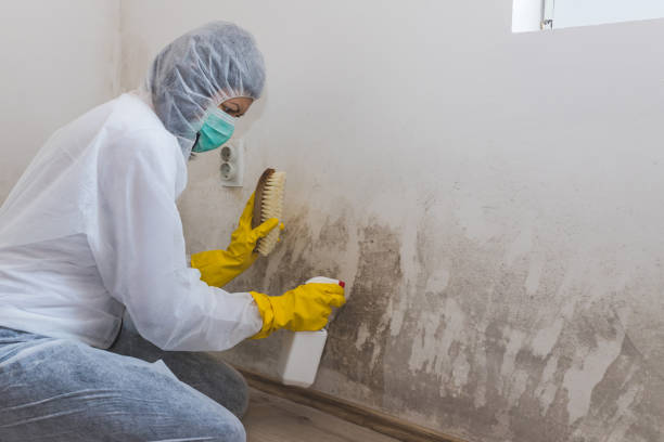 Best Mold Documentation for Insurance Claims  in New Albany, MS