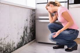 Reliable New Albany, MS Mold Removal & Remediation Solutions